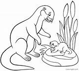 Otter And Baby Coloring Page  Free Printable Pages sketch template