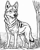 14 Wolf Coloring Pages Free Unique Printables sketch template