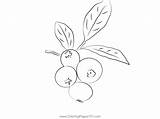 Close Up Blueberry Twig Coloring Page For Kids  Free sketch template