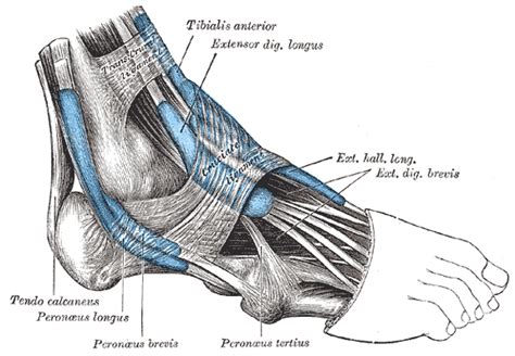 Extensor Digitorum Brevis - Physiopedia