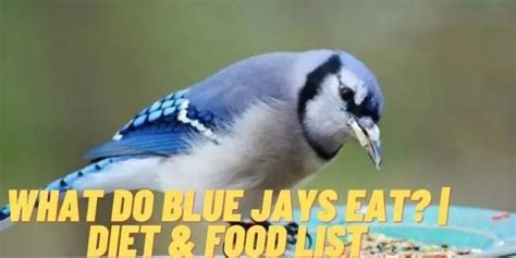 What Do Blue Jays Eat? (Feeding Tips & Favorite Foods)