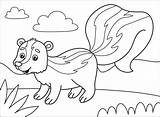 Skunk coloring Page  Free Printable Coloring Pages sketch template