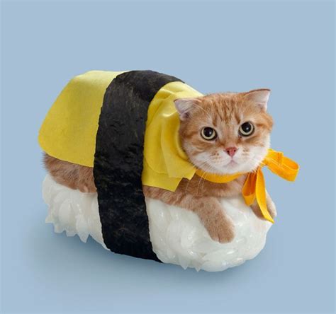 Check Out These Hilarious Halloween Costumes For Your Cat | Animaux en ...