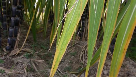 Purple Sugar Cane Plant In The Field Stock Footage Video 5054846 ...