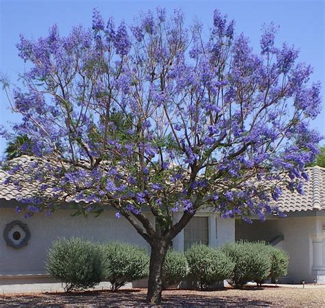 Erin Zimpel: Tree With Purple Flowers Arizona : Purple Blooms for the Fall Garden - Ramblings ...