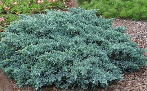 Blue Star Juniper - 1 Gallon - Shrub, Groundcover, Coniferous ...