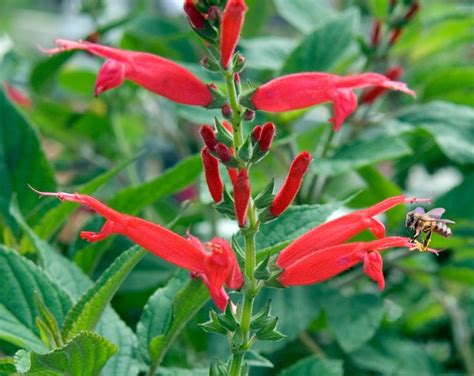 24 PINEAPPLE SAGE Seeds Organic EDIBLE Salvia Elegans Attracts - Etsy