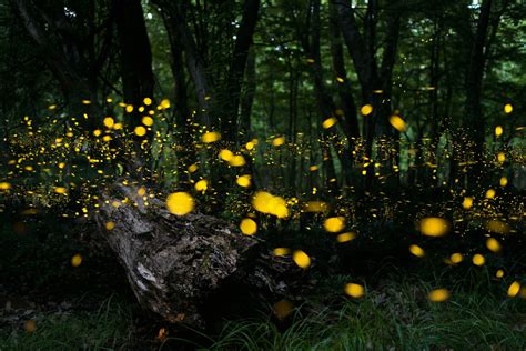 Fireflies in the Great Smoky Mountains Light Up At Once—Here's How to See Them - Condé Nast Traveler