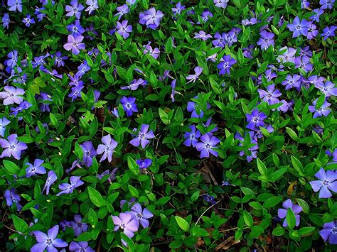 200 Creeping Myrtle Periwinkle Vinca Minor Vines Flowering Plants Ground Cover - Other Plants ...