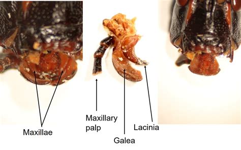 Insect Anatomy – The Head – UNBC BIOL 322, Entomology