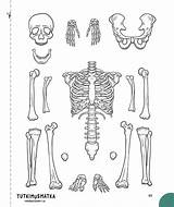Skeletal System Coloring Book sketch template