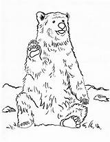 Explore The Wild With Free Printable Bear Coloring Pages sketch template