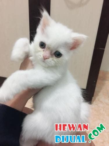 [Dijual] Kucing Persia Betina Usia 3 Bulan | HewanDijual.com