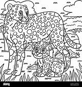 Mother Cheetah And Baby Coloring Page Stock Vector Image & Art  sketch template