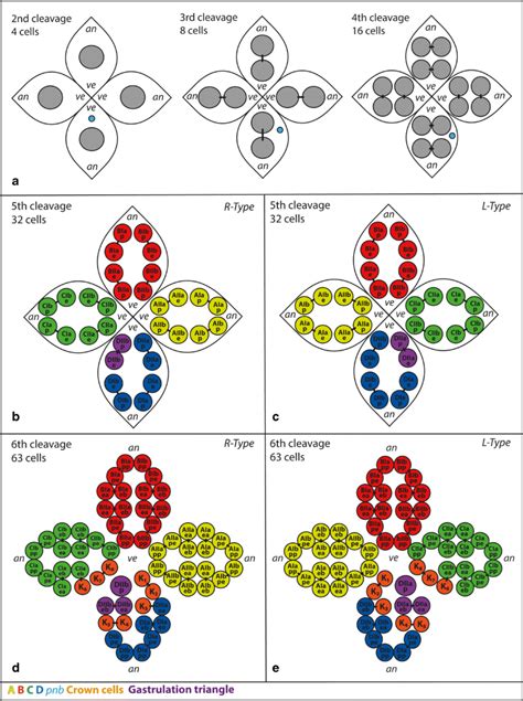 Patterns of cleavages two to six. Schematic depiction of blastomere... | Download Scientific Diagram