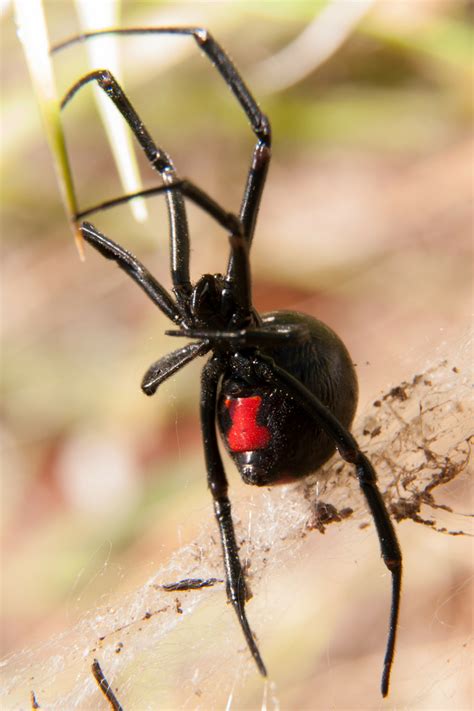 Black Widow Bite Signs and Symptoms - AAI pest control Blog - Modesto