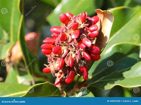 Bright Red Magnolia Tree Seeds Stock Photo - Image: 44925320