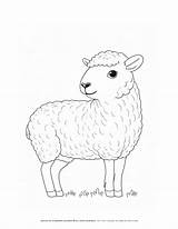 Spark Creativity With Lamb Outline Simple Coloring Page For Kids sketch template
