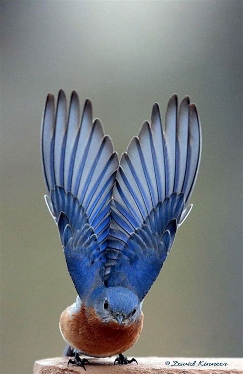Bluebird outstretched wings All Birds, Little Birds, Love Birds, Angry Birds, Pretty Birds ...