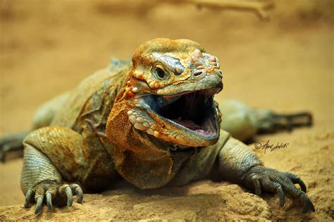 Rhinoceros Iguana by AnneLahti on DeviantArt