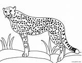 40 Cheetah Coloring Pages  Free & Printable For Kids And Adults sketch template