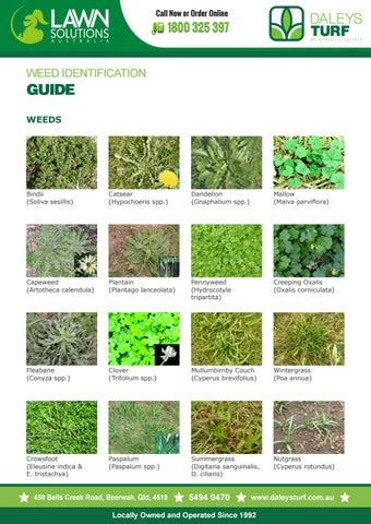 Weed identification guide for lawn by Terry Daley - Issuu