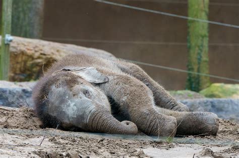 Photo of Baby Elephant Sleeping on the Ground · Free Stock Photo