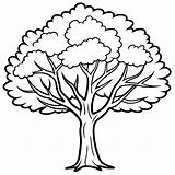 Elm tree Outline coloring book Page Line Art Drawing  Premium AI sketch template
