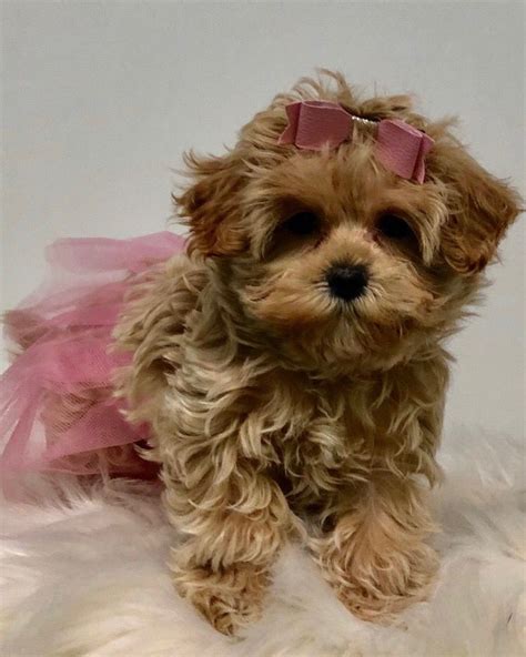 Maltipoo Hollywoodpuppypalace | Yorkshire terrier, Shih tzu, Yorkie dogs