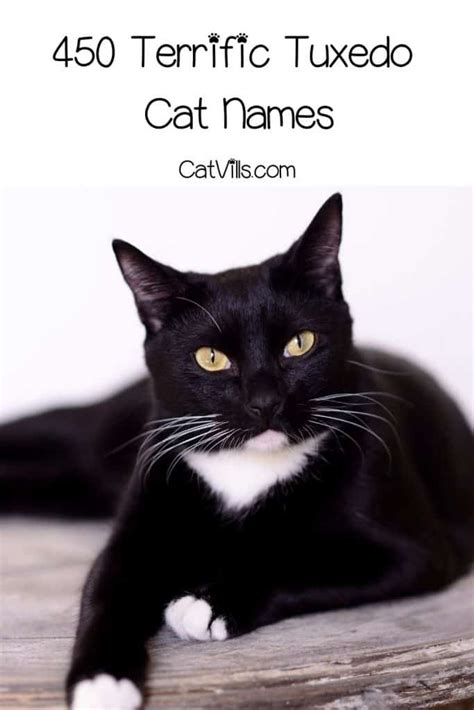 450 Unique And Trending Tuxedo Cat Names For Male & Female