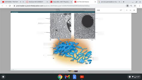 Figure 3.30 Lysosomes and Peroxisomes Diagram | Quizlet