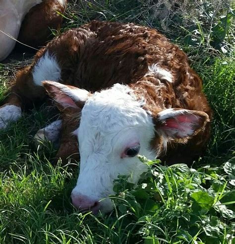 Baby bull calf | Hereford cattle, Cute baby cow, Miniature cow breeds