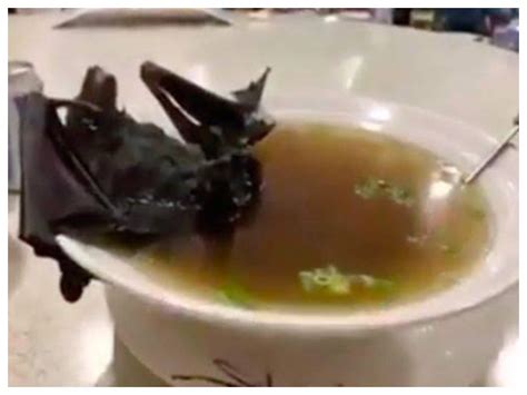 Coronavirus China Bat Soup - Alert Nation