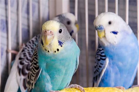 Guide to Breeding Parakeets Successfully | LoveToKnow Pets