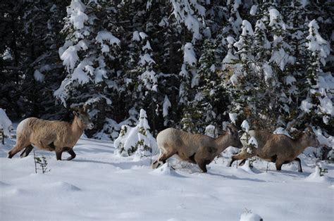 Wildlife of the Canadian Rockies - Travel Around the Galaxy