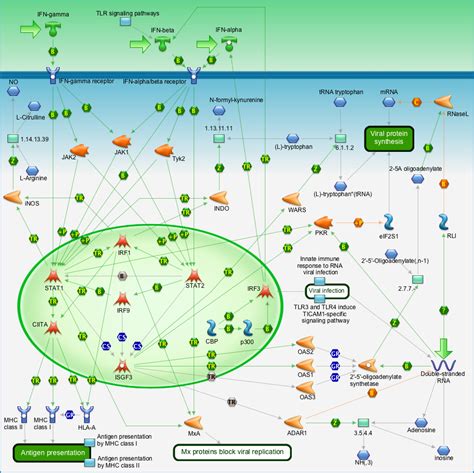 Immune response - Antiviral actions of Interferons Pathway Map - PrimePCR | Life Science | Bio-Rad