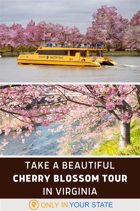 See Virginia's Beautiful Cherry Blossoms From A Scenic Water Taxi On The Potomac River | Explore ...