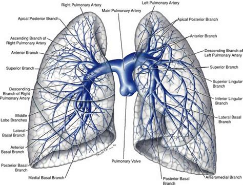 Pulmonary Vasculature | Thoracic Key