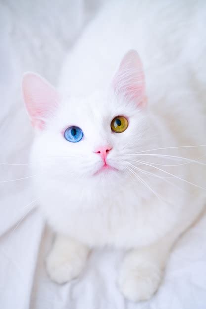 Premium Photo | White cat with different color eyes. turkish angora. van kitten with blue and ...