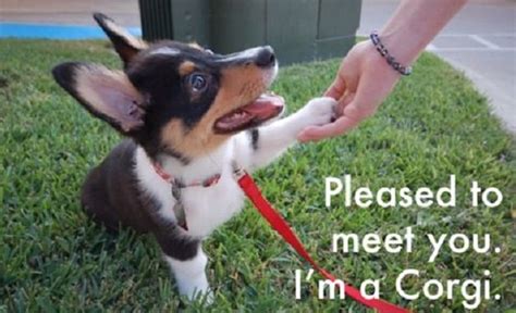 12 Best Corgi Memes of All Time