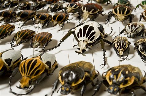 Beetles: Order Coleoptera - The Australian Museum