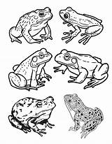 Fun Frog Facts And Free Coloring Pages sketch template