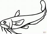 Catfish Coloring Pages sketch template