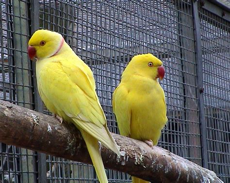 All Wallpapers: Yellow Parrots