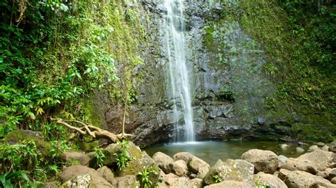 Na Ala Hele Manoa Falls Trailhead, Honolulu holiday accommodation: holiday houses & more | Stayz