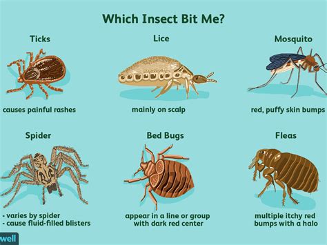 How To Drain An Infected Bug Bite - Best Drain Photos Primagem.Org