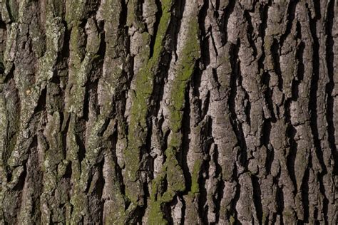 Free Images : tree, nature, branch, wood, texture, leaf, trunk, moss ...