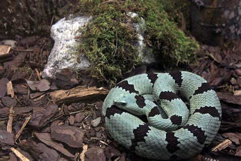 Banded Rock Rattlesnake image - Free stock photo - Public Domain photo ...