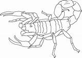 Free Printable Scorpion Coloring Pages For Kids sketch template