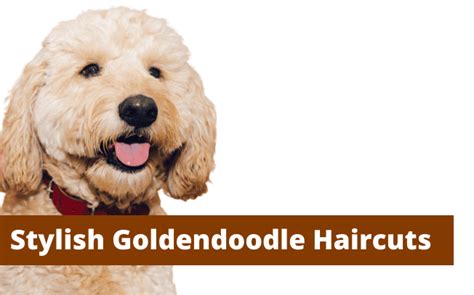 9 Easy-to-Maintain Goldendoodle Haircuts - Travelling With A Dog